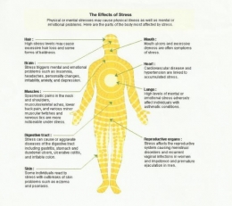 Os efeitos do stress no corpo humano 